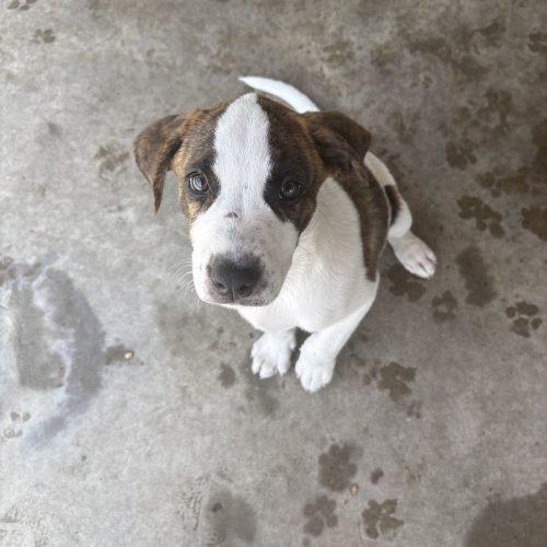 Banjo, a Adoptable mixed breed in Hamden, CT image 2/3