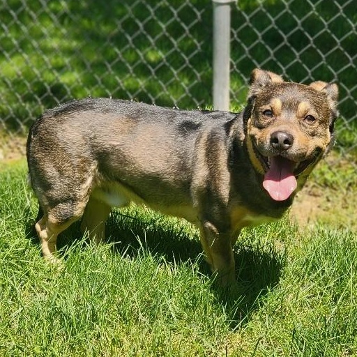 Chance, a ADOPTABLE Corgi in Stanley, VA image 1/2