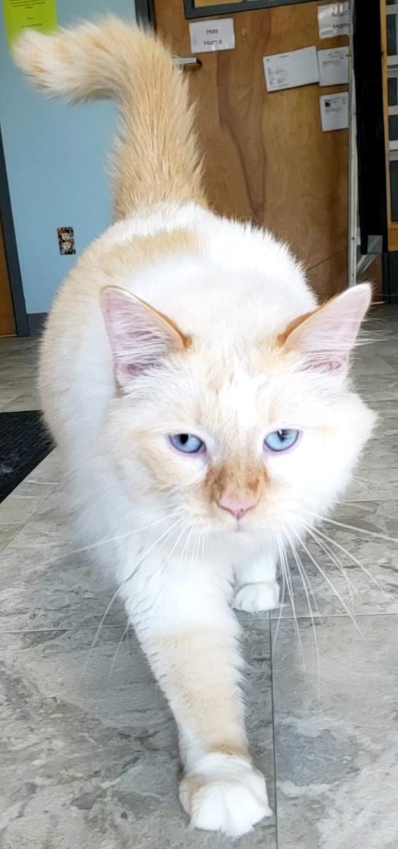 Enlarge Olaf, an adopted mixed breed in Harrisonville, MO image 1/2