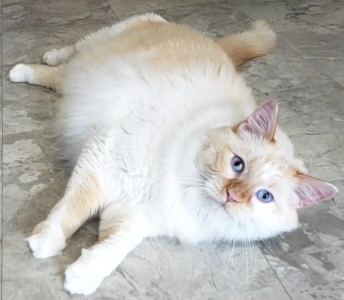 Enlarge Olaf, an adopted mixed breed in Harrisonville, MO image 2/2