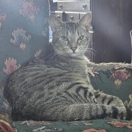 Jinx - Paired with Whistle, Adoptable, Young Male American Shorthair.