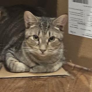 Enlarge Jinx - Paired with Whistle, a Adoptable American Shorthair in Reisterstown, MD image 2/3