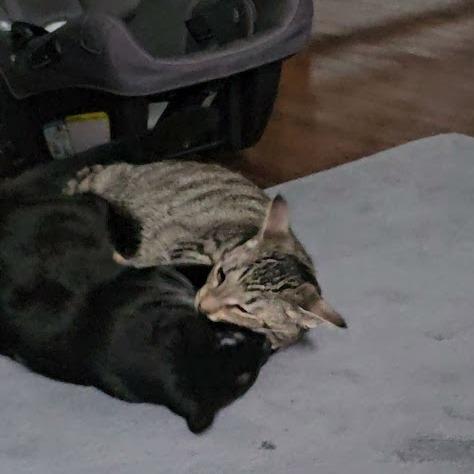 Enlarge Jinx - Paired with Whistle, a Adoptable American Shorthair in Reisterstown, MD image 3/3