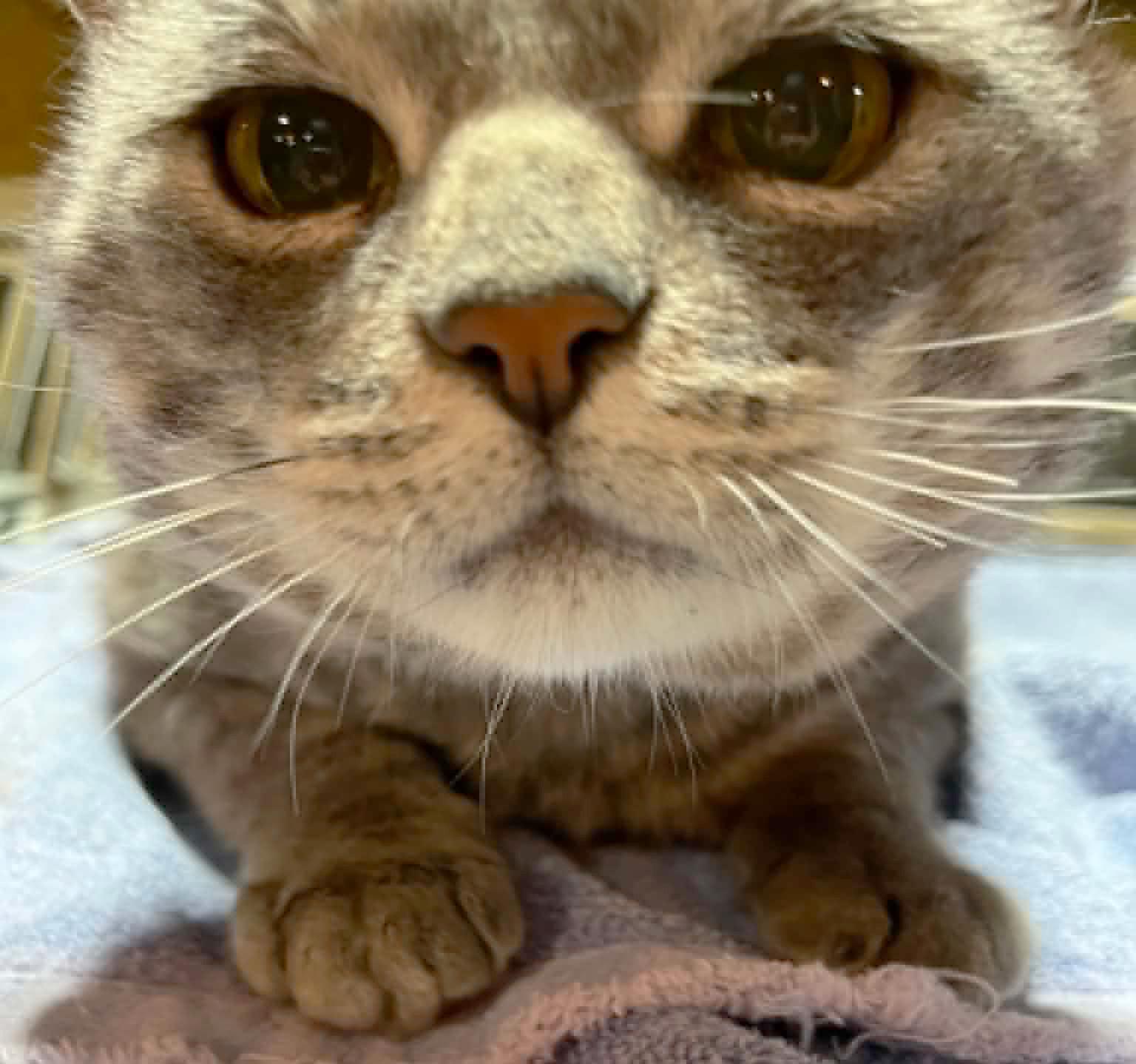 Nikki (FeLV), a Adoptable Domestic Short Hair in Fair Haven, VT image 2/3