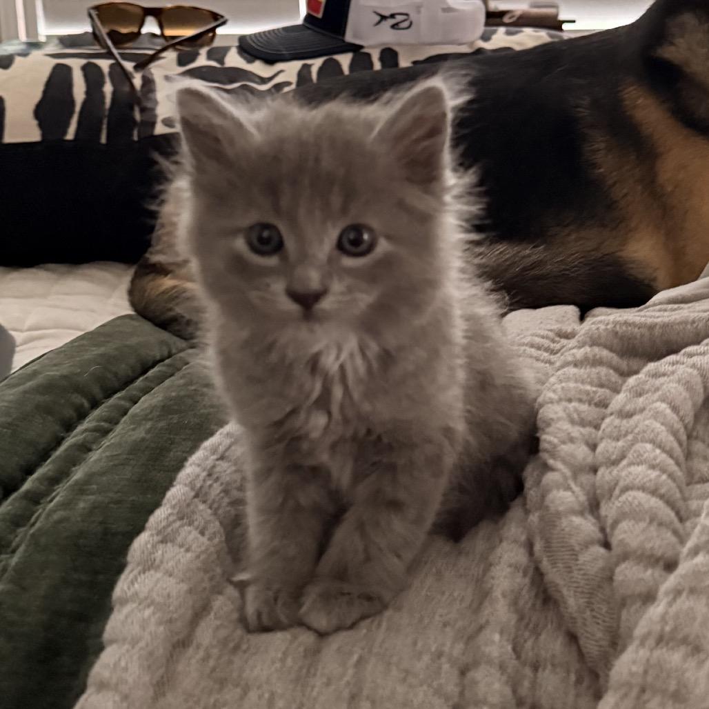 Cat #1, Adoptable, Kitten Male Domestic Long Hair.