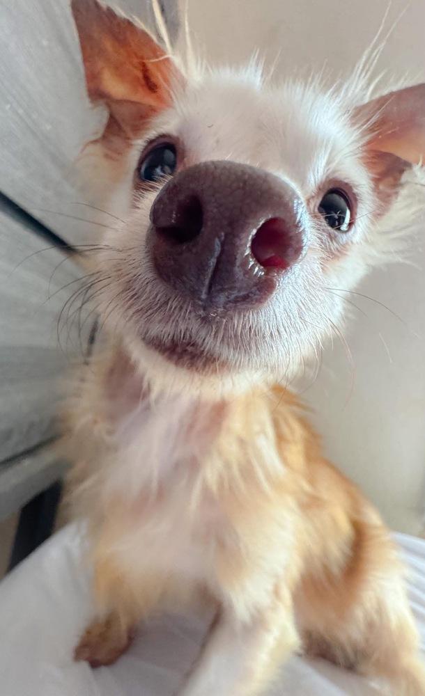 Enlarge Curly *Senior*, a Adoptable mixed breed in Troy, AL image 2/2