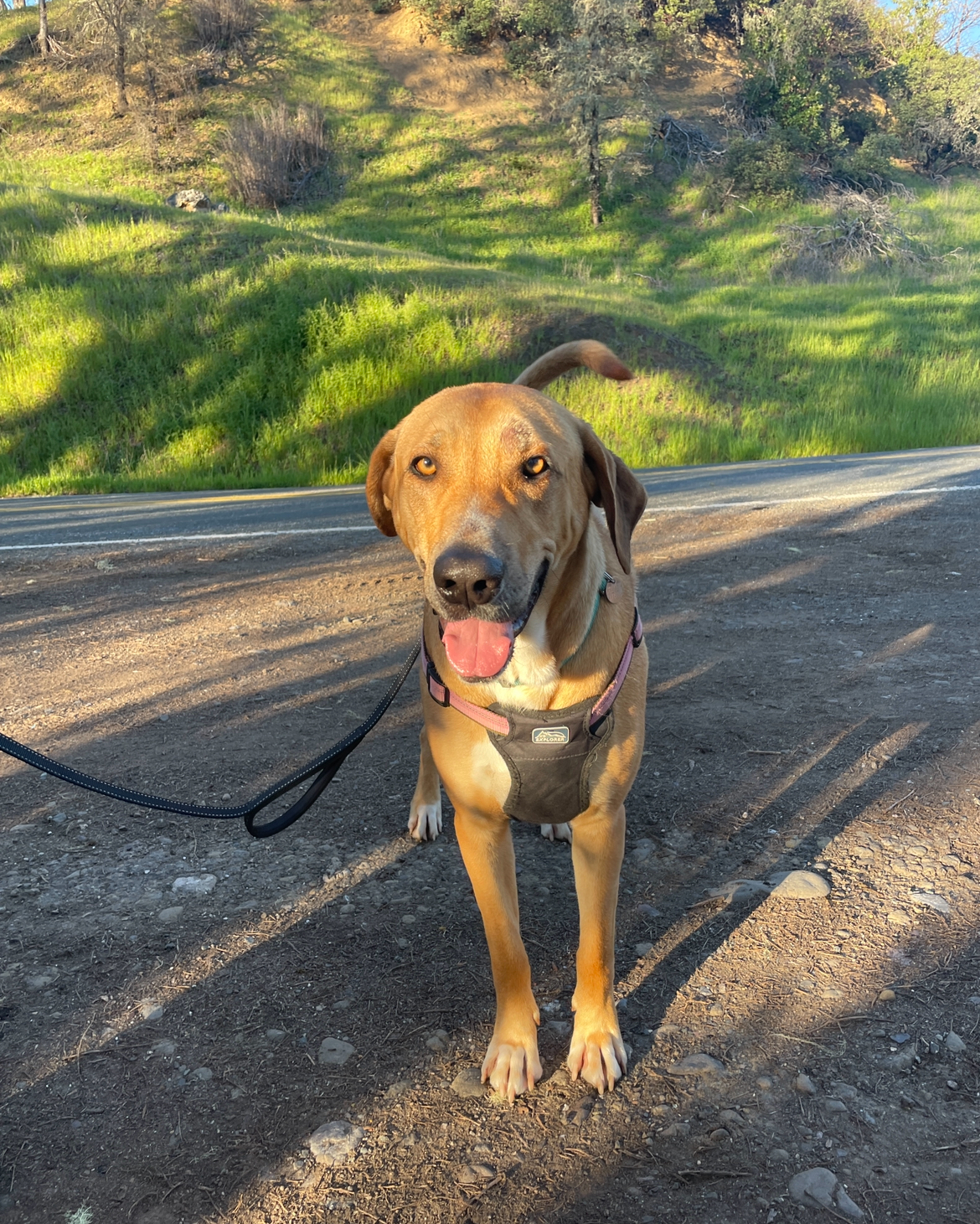 Coco, a Adoptable mixed breed in Willits , CA image 1/4