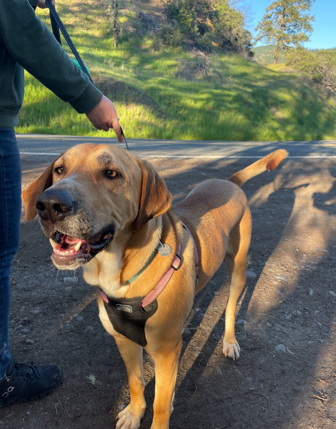 Coco, a Adoptable mixed breed in Willits , CA image 2/4