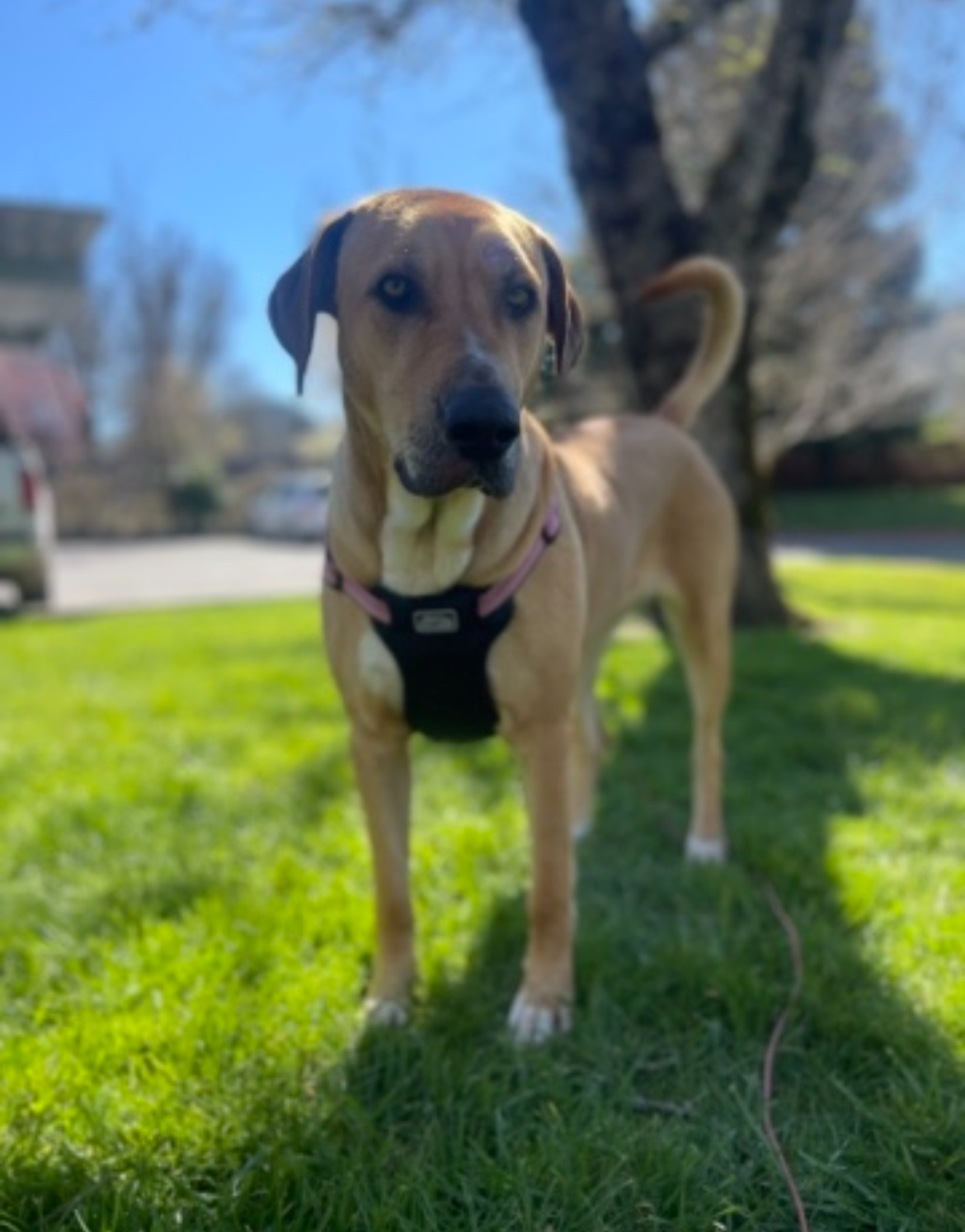 Coco, a Adoptable mixed breed in Willits , CA image 3/4