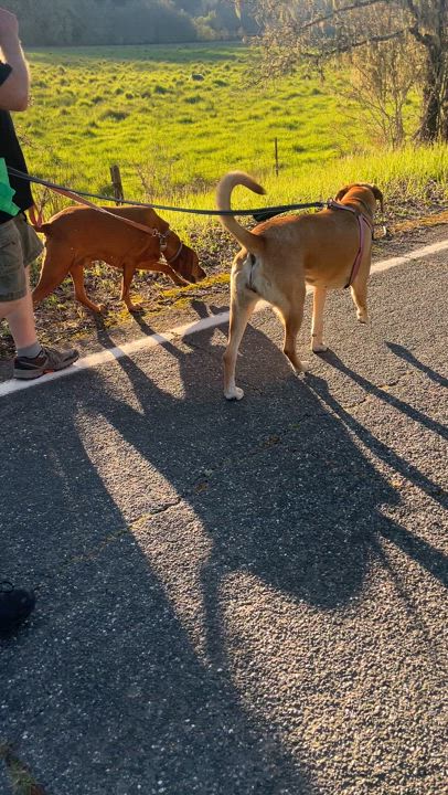 Enlarge Coco, a Adoptable mixed breed in Willits , CA video 4/4