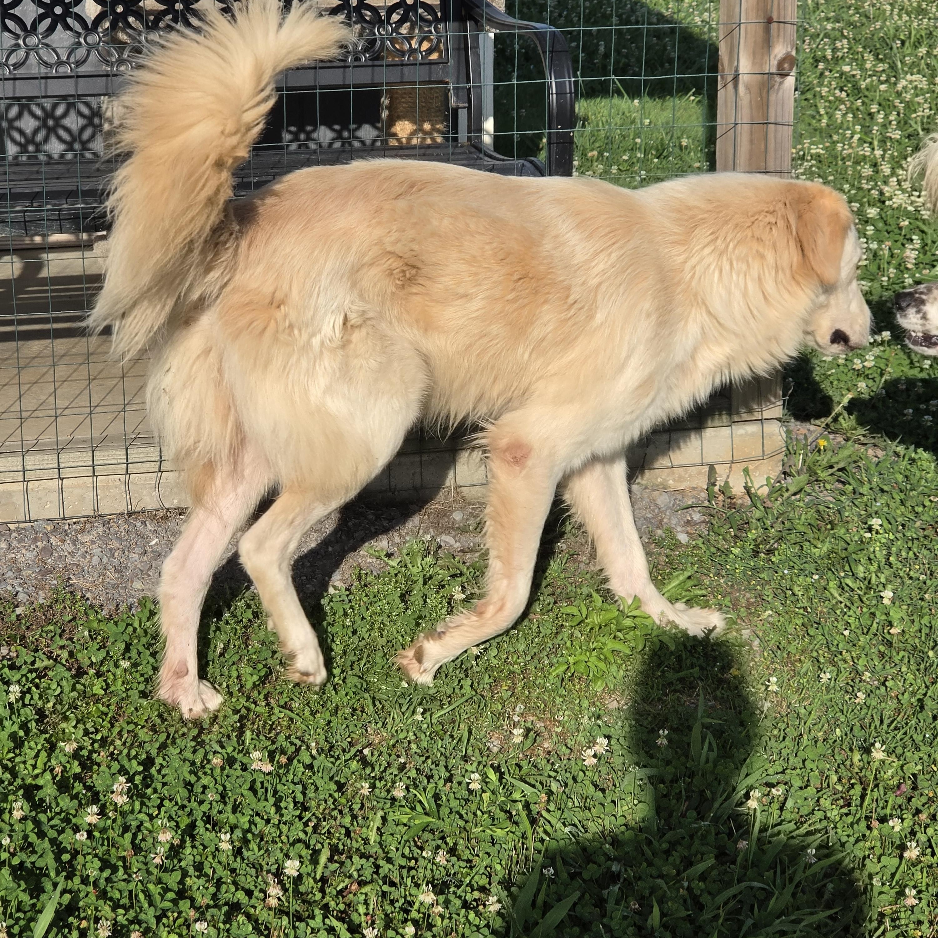 Enlarge Charlie, a ADOPTABLE mixed breed in Dandridge, TN image 2/3