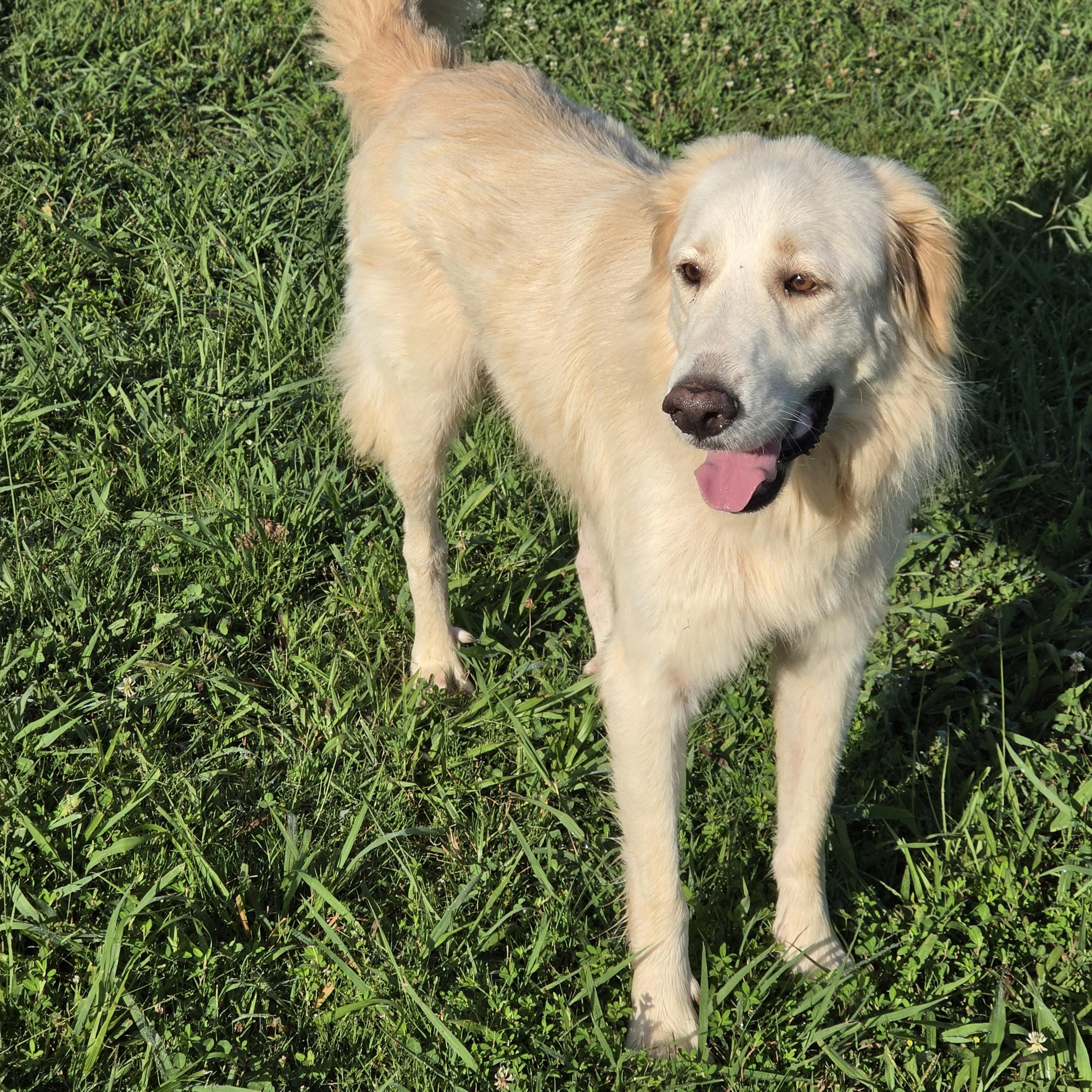 Enlarge Charlie, a ADOPTABLE mixed breed in Dandridge, TN image 3/3
