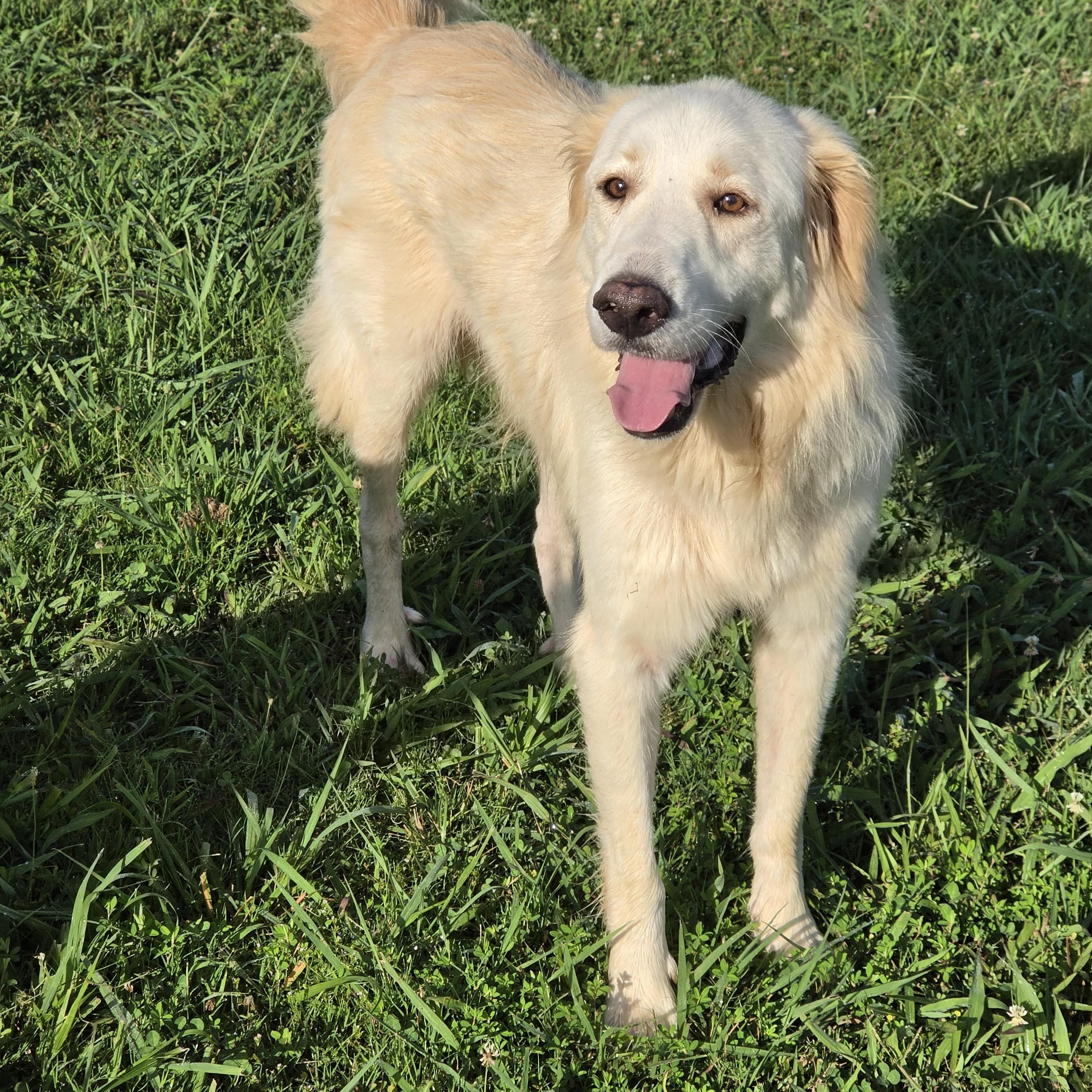 Charlie, ADOPTABLE, Adult Male Golden Retriever.