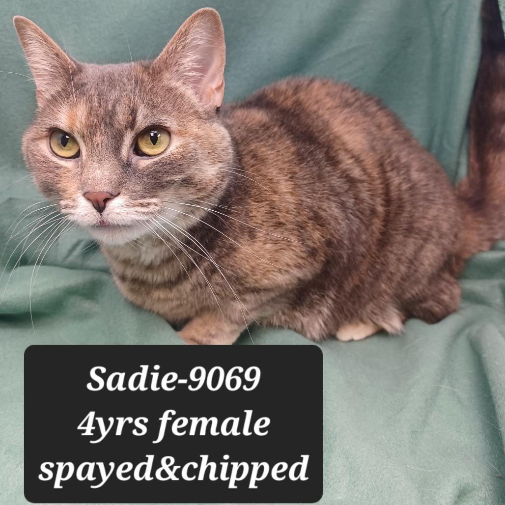 Enlarge Sadie, a Adoptable mixed breed in New Tazewell, TN image 1/1