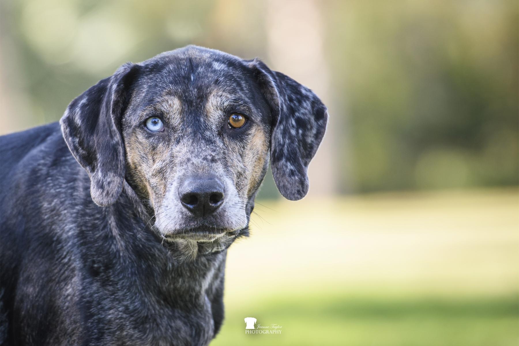 River, Adoptable, Adult Male Catahoula Leopard Dog.