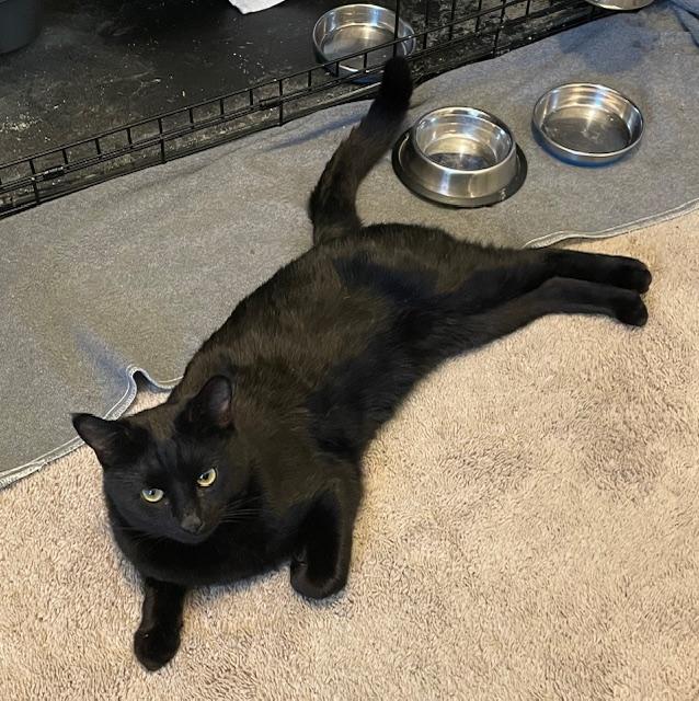 Enlarge Ozzy , a ADOPTABLE Domestic Short Hair in Easley, SC image 3/3