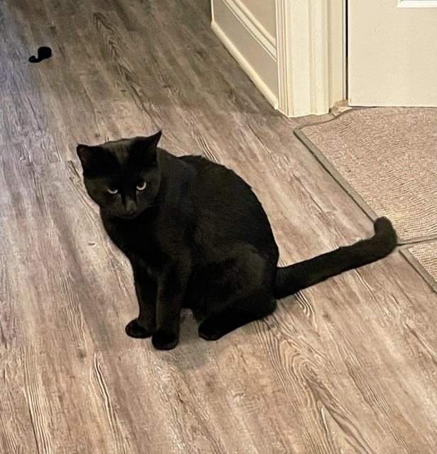 Enlarge Ozzy , a ADOPTABLE Domestic Short Hair in Easley, SC image 2/3