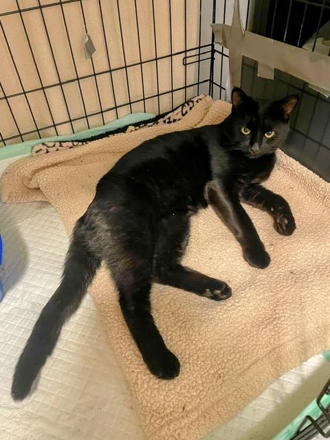 Enlarge Ozzy , a ADOPTABLE Domestic Short Hair in Easley, SC image 1/3