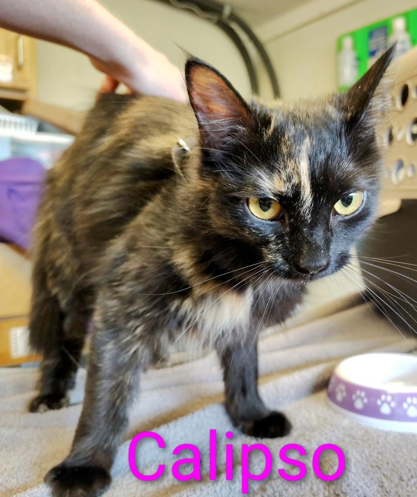 Enlarge Calipso, a Adopted mixed breed in Mena, AR image 1/1