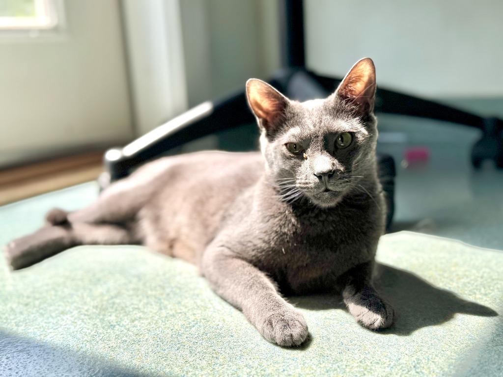 Jonas (aka Joey), Adoptable, Young Male Domestic Short Hair.