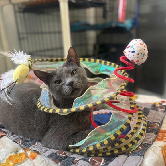 Jonas (aka Joey), Adoptable, Adult Male Domestic Short Hair.