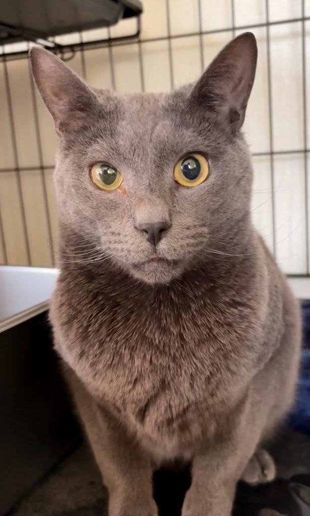 Jonas (aka Joey), a Adoptable mixed breed in Cumberland, ME image 3/4