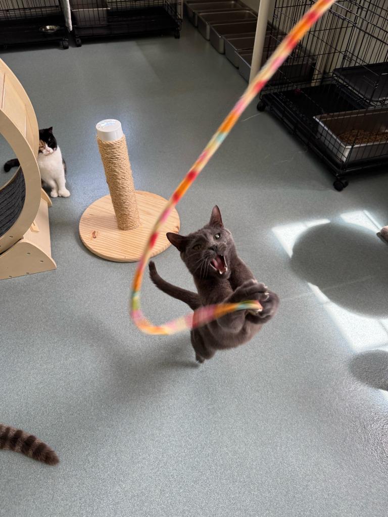 Enlarge Jonas (aka Joey), a Adoptable mixed breed in Cumberland, ME image 2/5