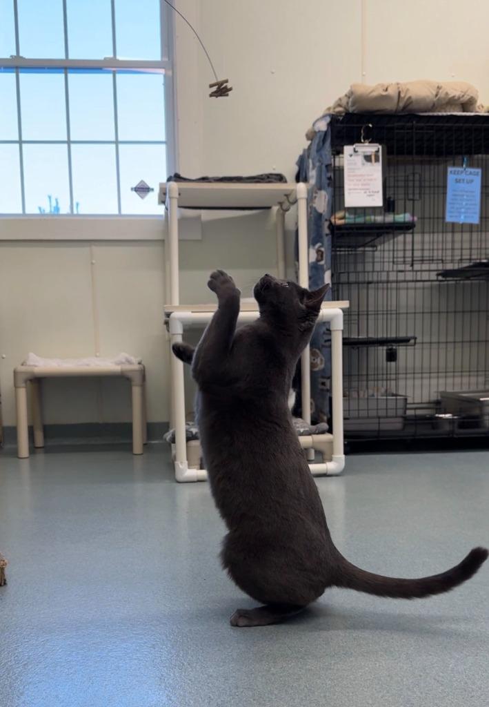 Enlarge Jonas (aka Joey), a Adoptable mixed breed in Cumberland, ME image 3/5