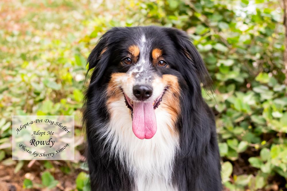 Enlarge RANGER & ROWDY, a Adoptable Australian Shepherd in Shelton, WA image 3/6