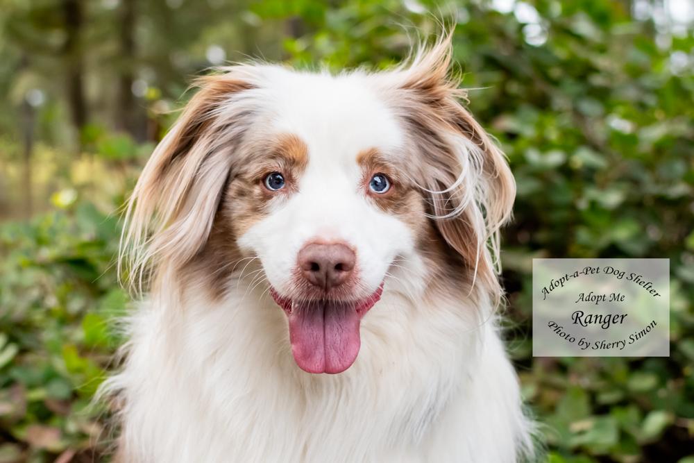 Enlarge RANGER & ROWDY, a Adoptable Australian Shepherd in Shelton, WA image 2/6