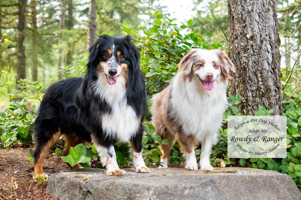 Enlarge RANGER & ROWDY, a Adoptable Australian Shepherd in Shelton, WA image 6/6