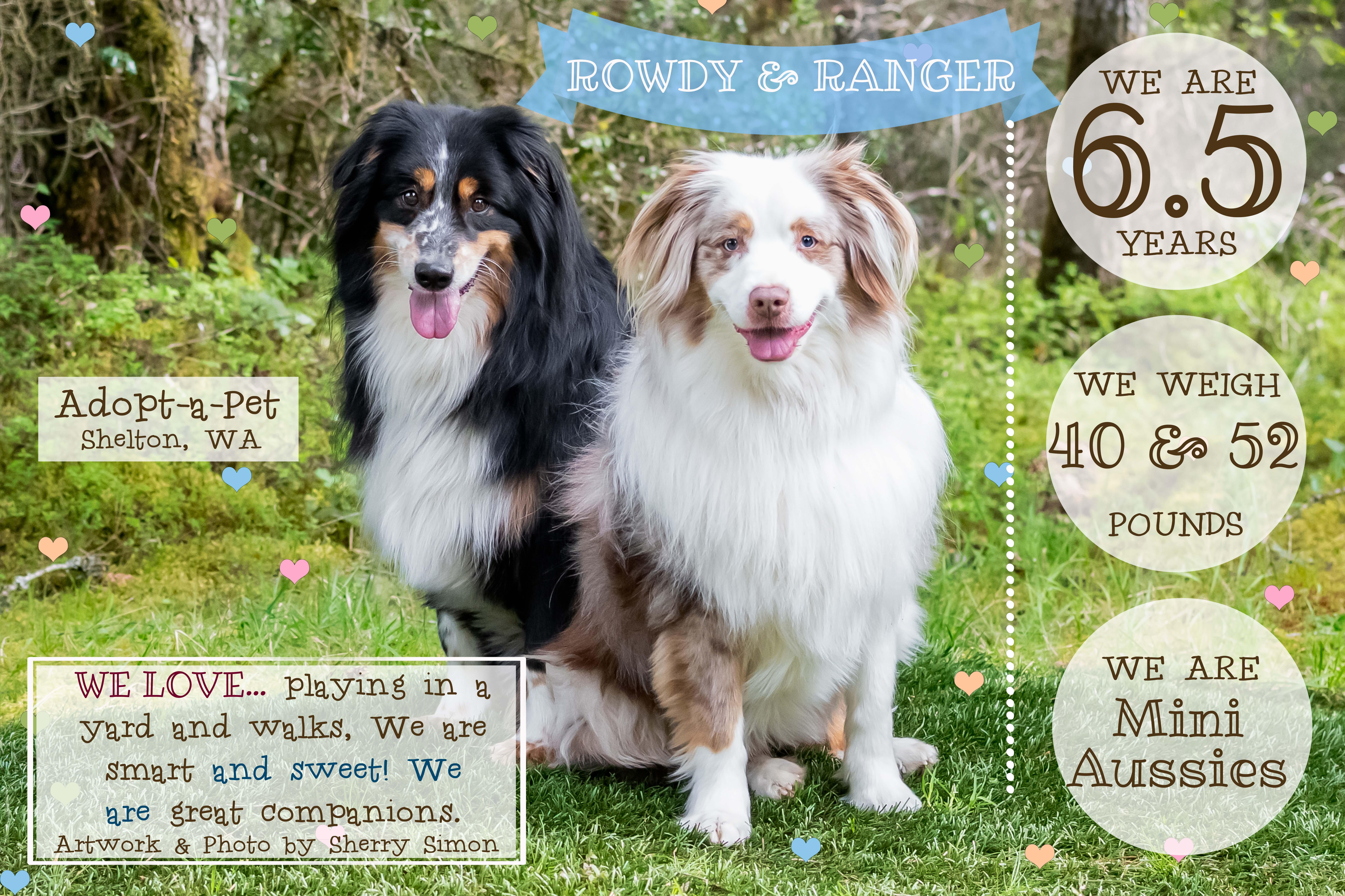 RANGER & ROWDY, Adoptable, Adult Male Australian Shepherd.