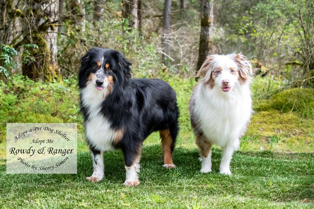 Enlarge RANGER & ROWDY, a Adoptable Australian Shepherd in Shelton, WA image 5/6