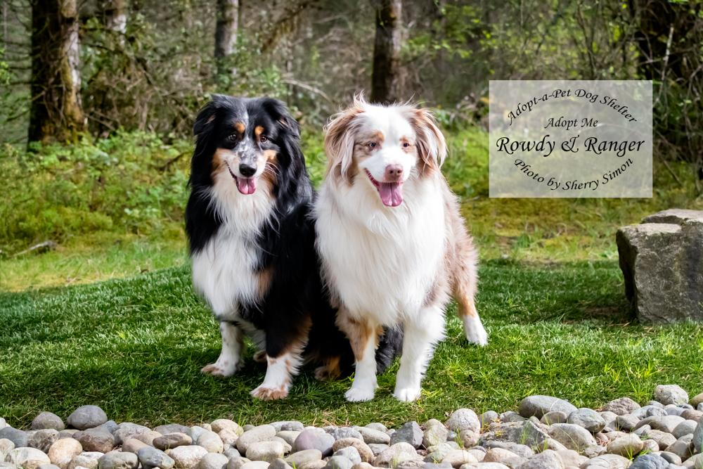 Enlarge RANGER & ROWDY, a Adoptable Australian Shepherd in Shelton, WA image 4/6