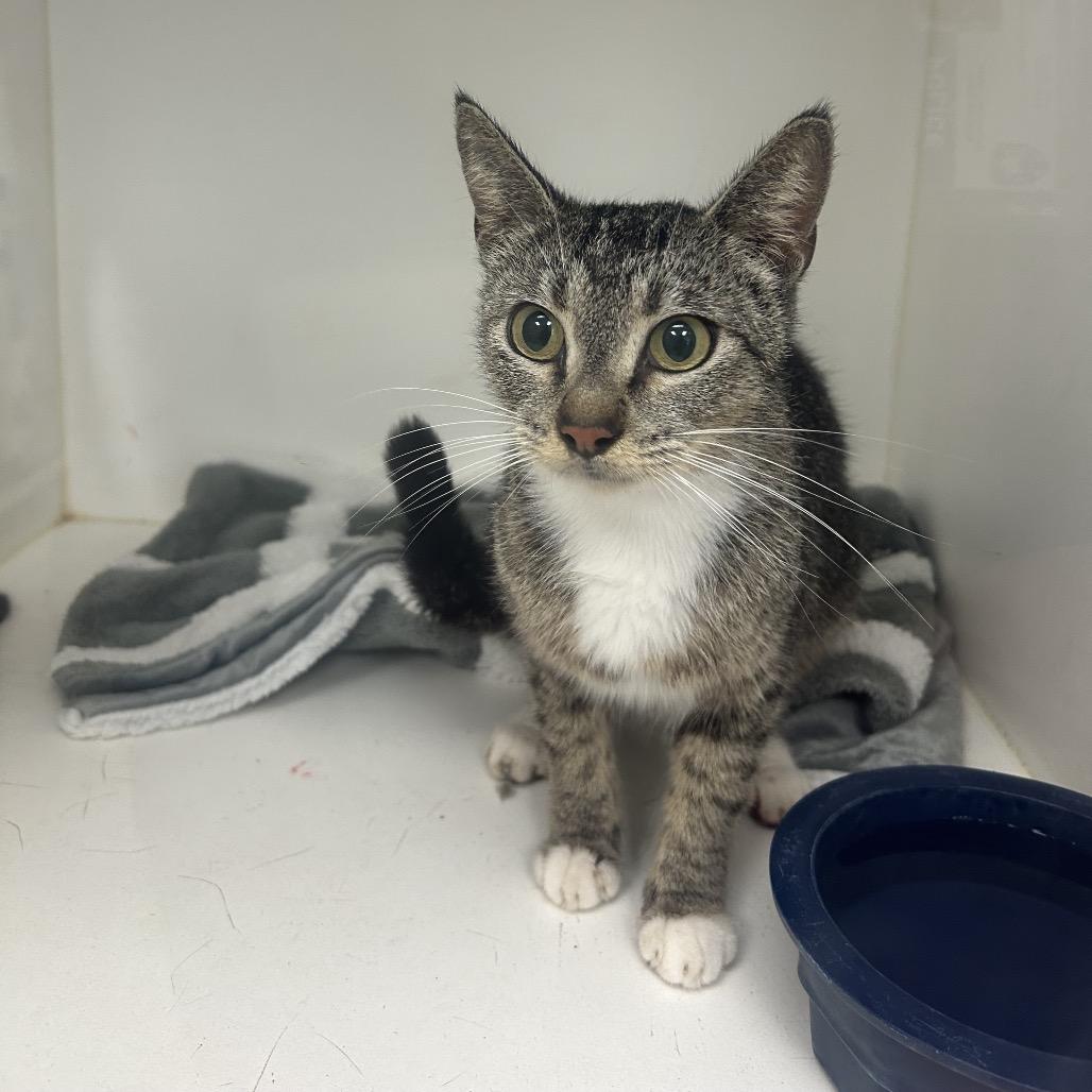 Precious, Adoptable, Young Female American Shorthair.