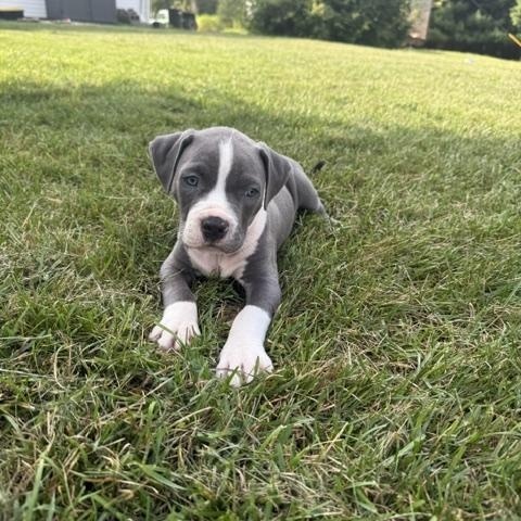 Enlarge Gabrielle, a Adopted mixed breed in Detroit, MI image 2/3