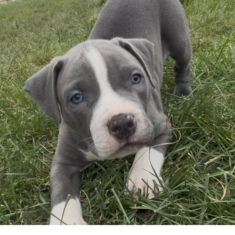 Enlarge Gabrielle, a Adopted mixed breed in Detroit, MI image 1/3