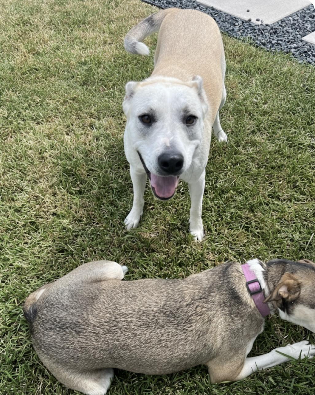 Enlarge Lily Kae, a ADOPTABLE mixed breed in Cypress, TX image 4/5