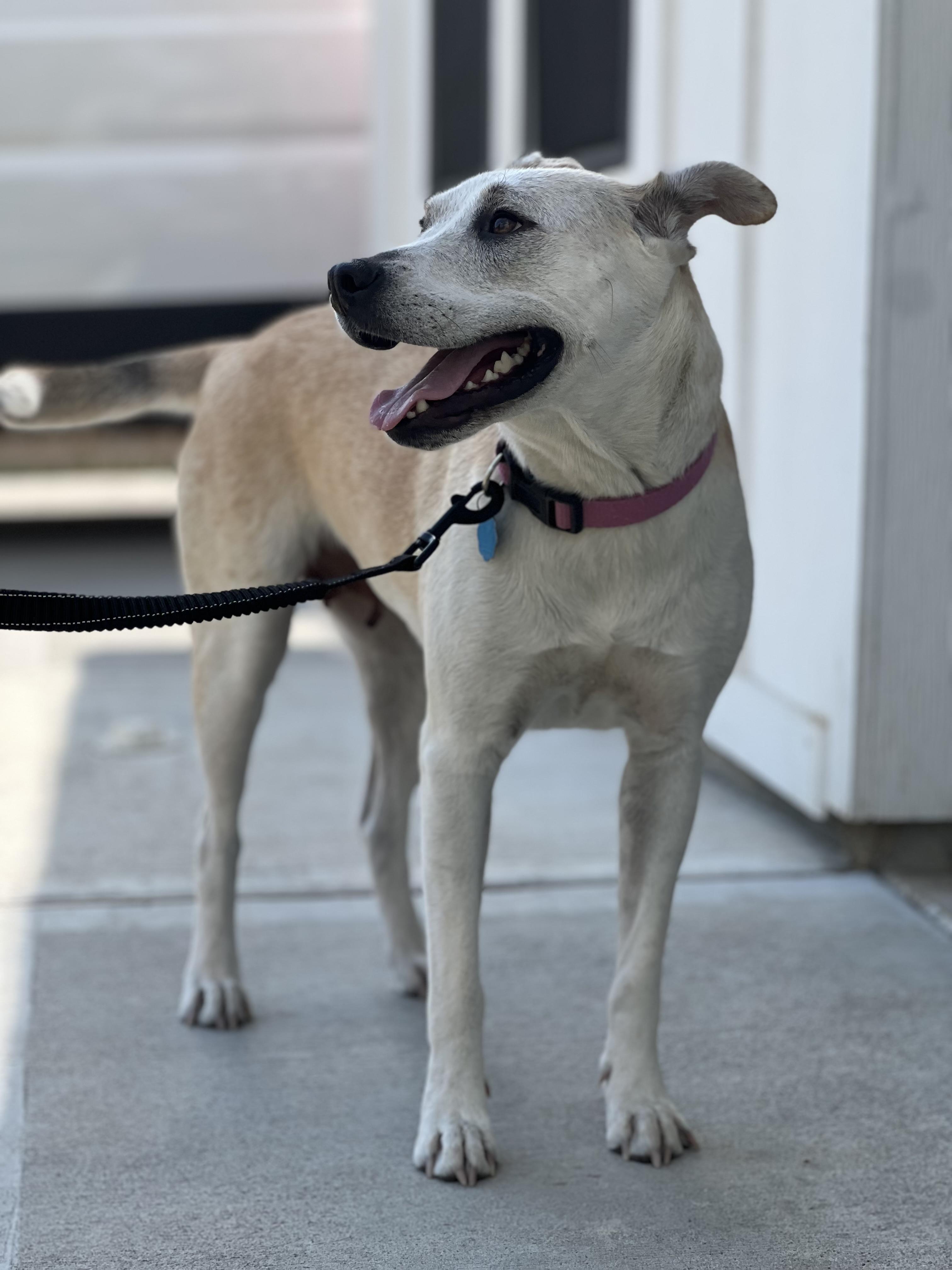 Enlarge Lily Kae, a ADOPTABLE mixed breed in Cypress, TX image 1/5