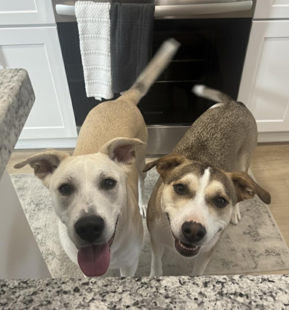 Enlarge Lily Kae, a ADOPTABLE mixed breed in Cypress, TX image 5/5