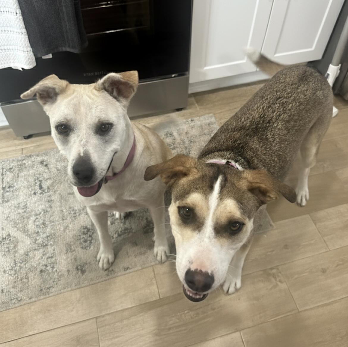 Enlarge Lily Kae, a ADOPTABLE mixed breed in Cypress, TX image 3/5