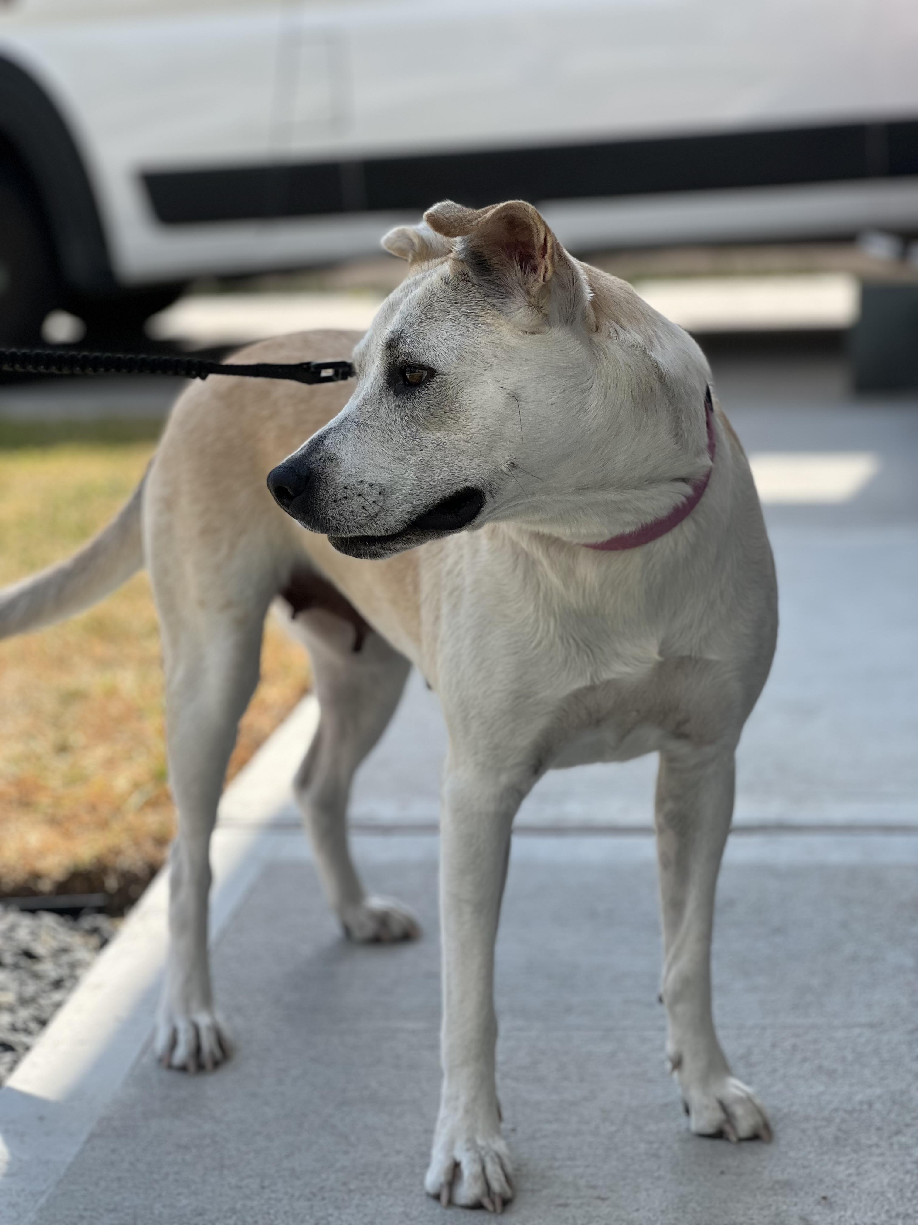 Enlarge Lily Kae, a ADOPTABLE mixed breed in Cypress, TX image 2/5