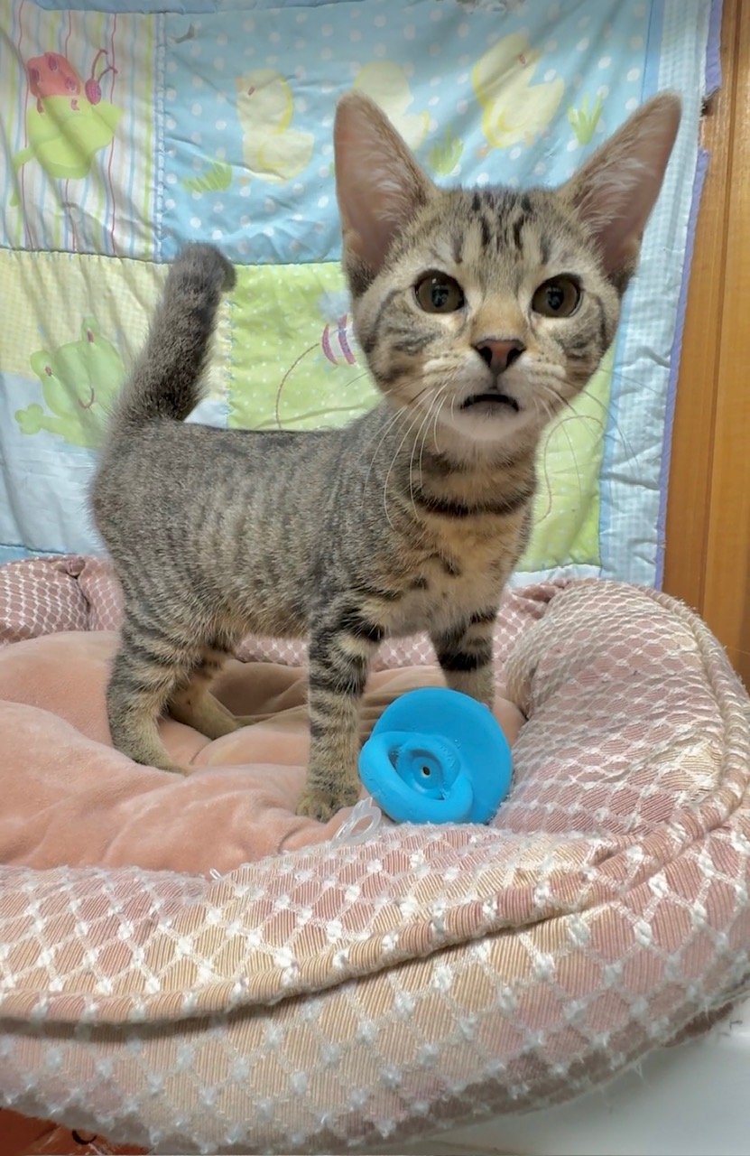 Cat for adoption **LEAH** LOVES DOGS, a Domestic Short Hair in White