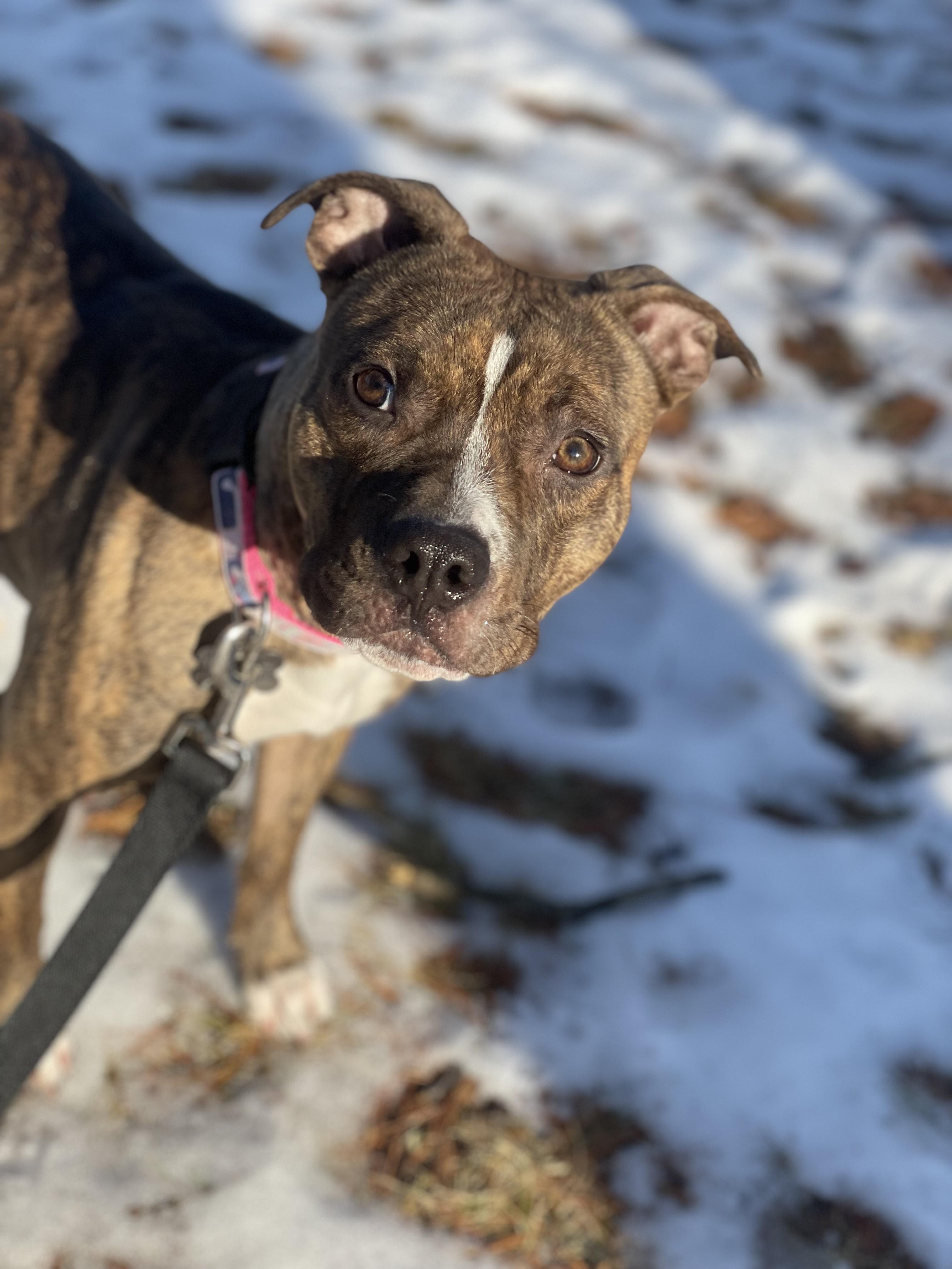 Enlarge Maple, a ADOPTABLE mixed breed in Simsbury, CT image 1/1