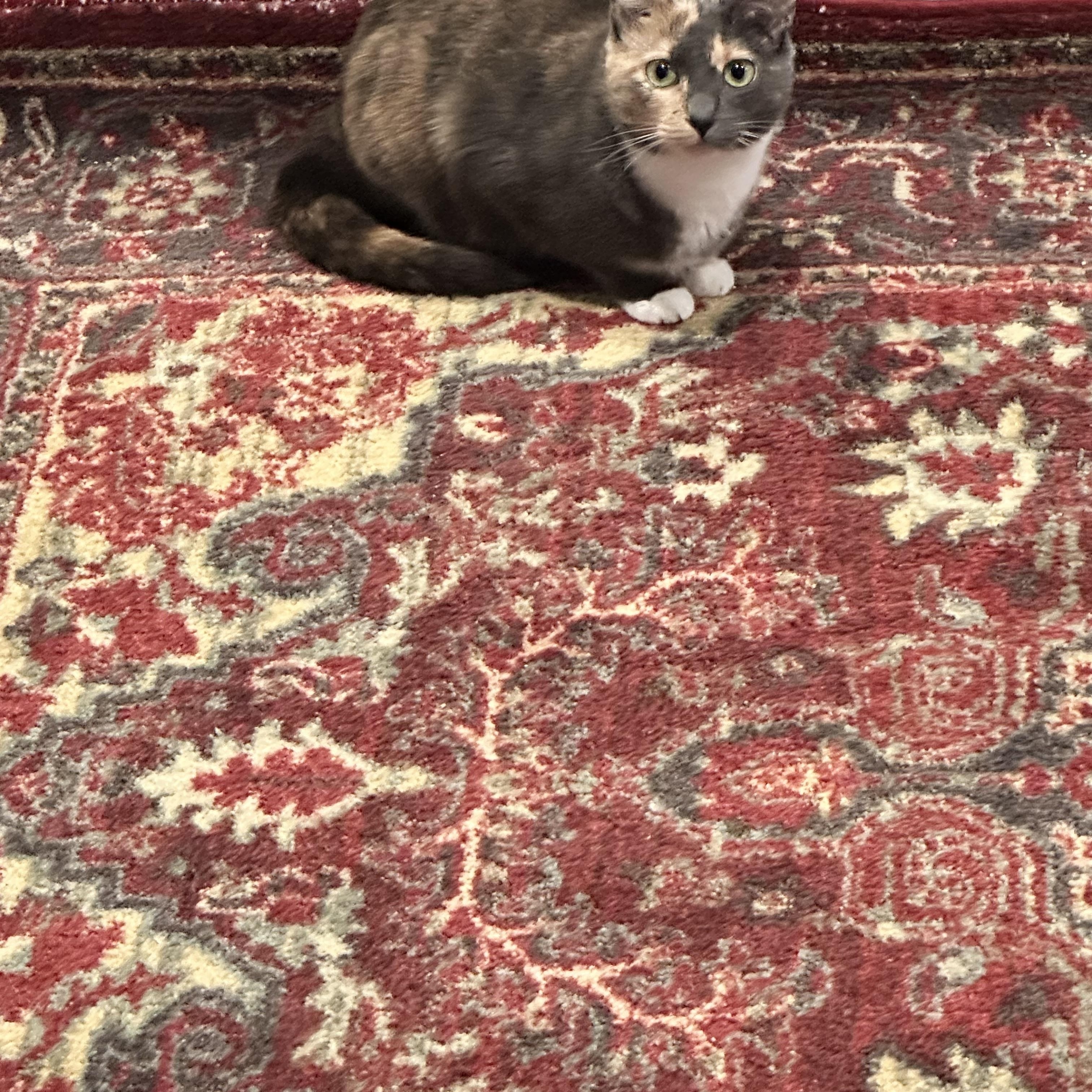 Mimi, ADOPTABLE, Adult Female Domestic Short Hair.