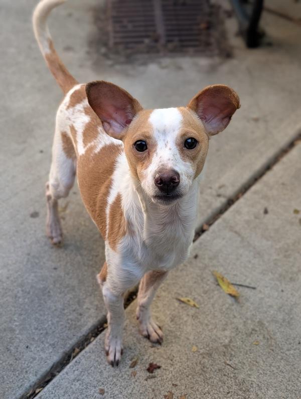 Soy Sauce, Adoptable, Adult Male Chihuahua.
