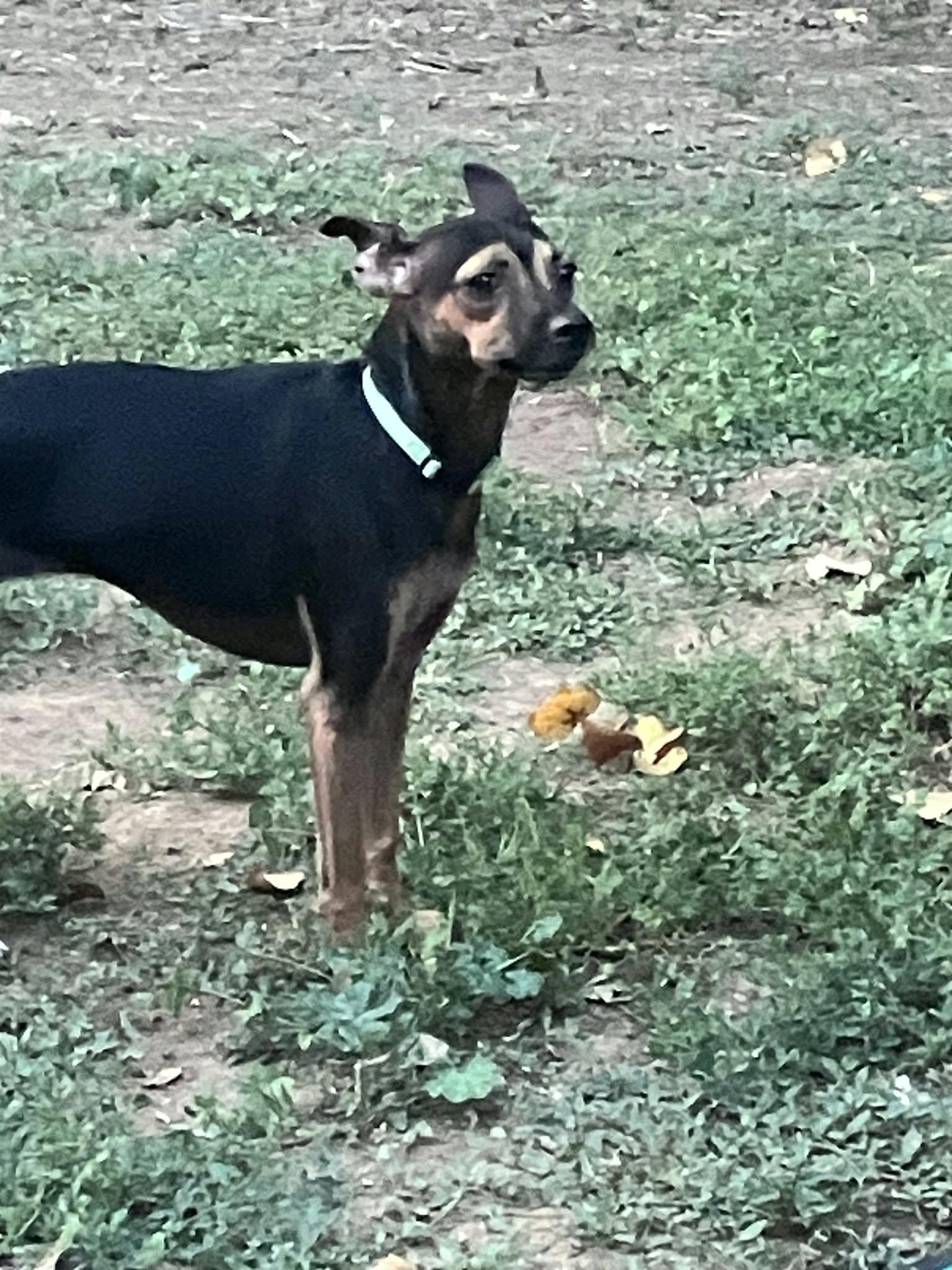 Enlarge DAISY, a Adopted mixed breed in Loveland, CO image 6/6