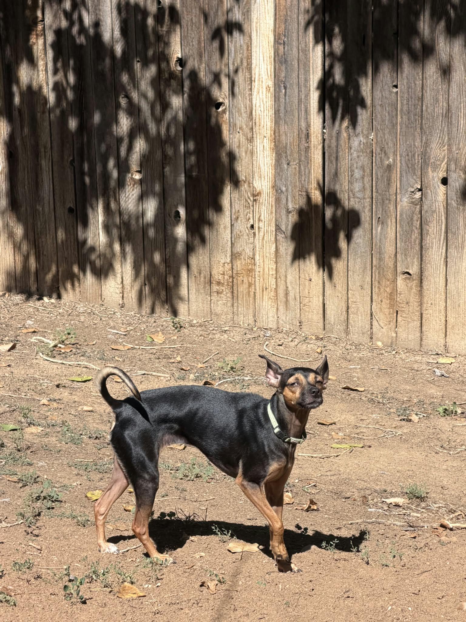 Enlarge DAISY, a Adopted mixed breed in Loveland, CO image 5/6