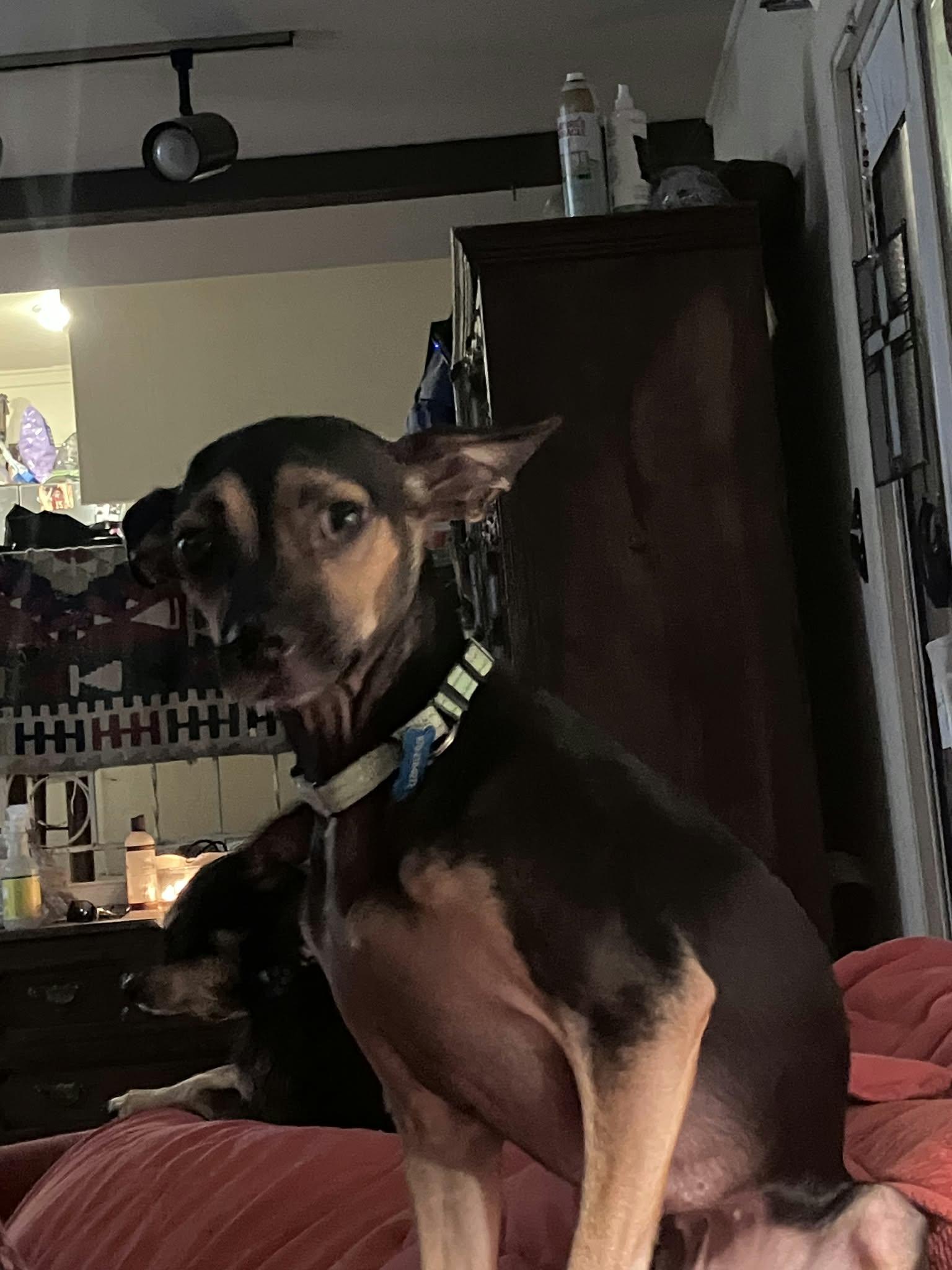 Enlarge DAISY, a Adopted mixed breed in Loveland, CO image 4/6