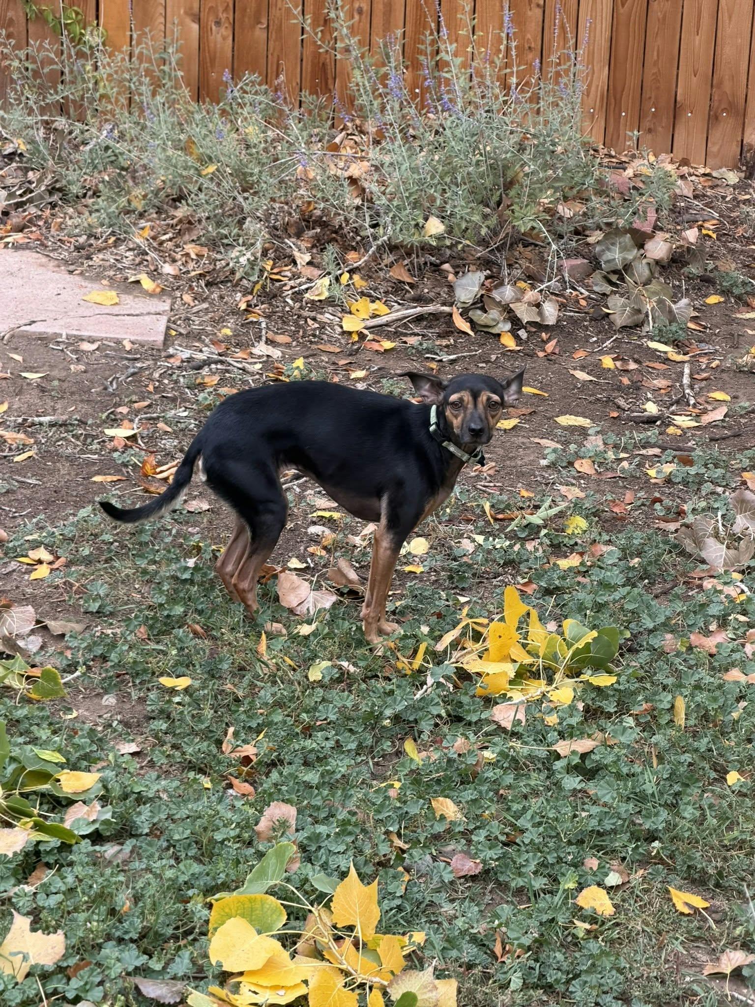 Enlarge DAISY, a Adopted mixed breed in Loveland, CO image 2/6